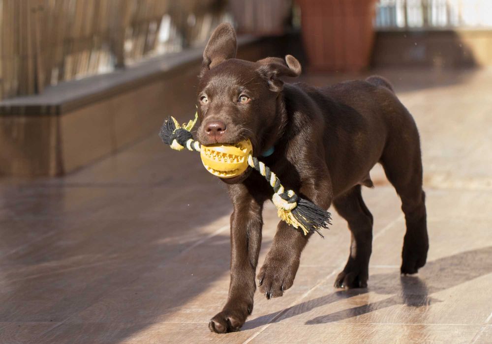 Гледане на кучета и котки по домовете - Домошарковци