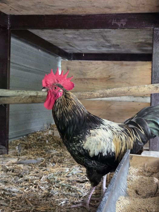 Продам питухов срочно