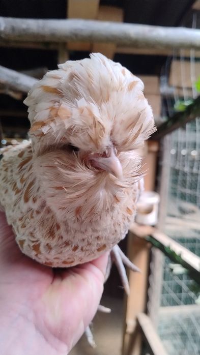 Familii paduana chamois frezat