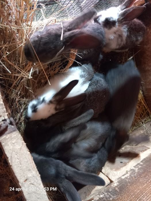 7 iepuri corcitură hycole francez cu uriaș german, 8 săptămâni