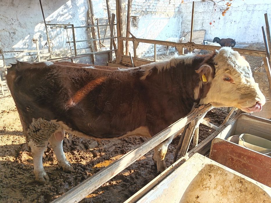 Бука сотилади хали тиш бузмаган