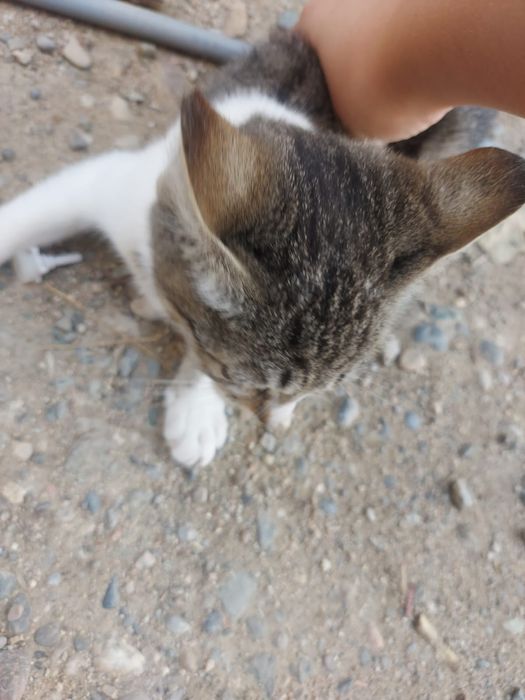 Котята отдам 4 месяца им