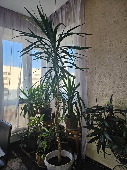 Комнатные растения