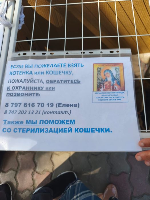 прекрасные , ласковые котята