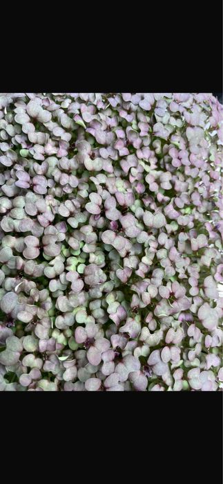 Микрозелень а Астане