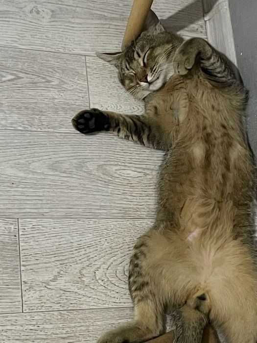 Кот охотник на крыс и мышей