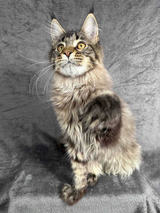 Pui Maine Coon de rasă pură – 4.5 luni, Pedigree FIFe, vaccinat și microcipat