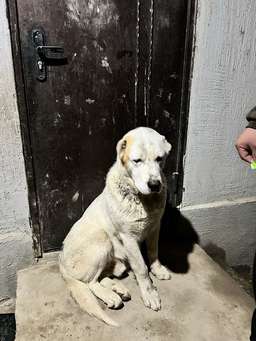 Ит Сатылады Саудасы Бар.