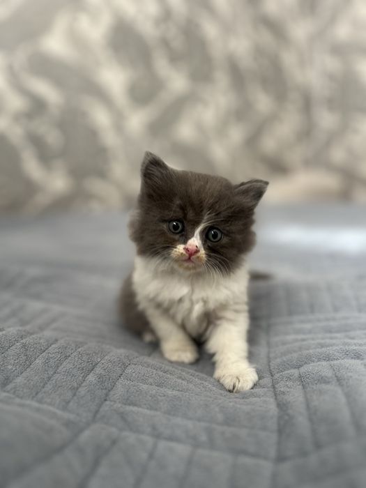отдам котят , в хорошие руки