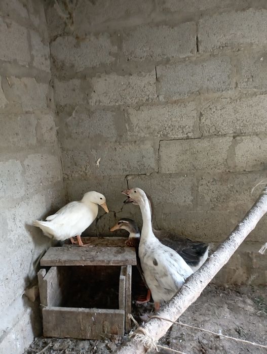 Goz Urdak sotiladi 2 ta goz 2 ta urdak yeb ichiga garantiya soglom