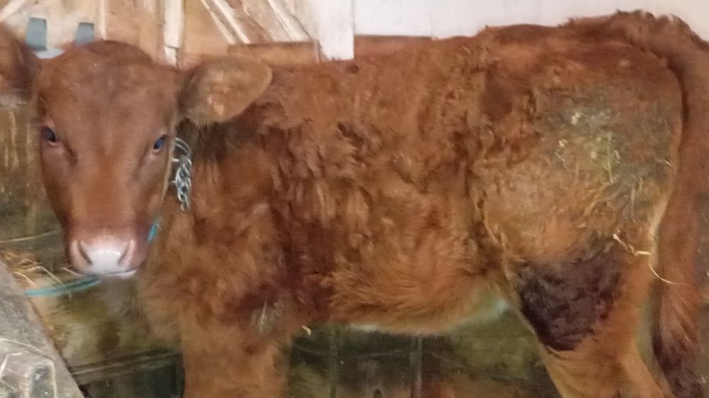 Vând tăuraș bălțat și vițică Angus de 2 luni