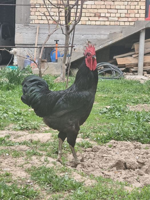 Gigant Qora Shaxzoda
