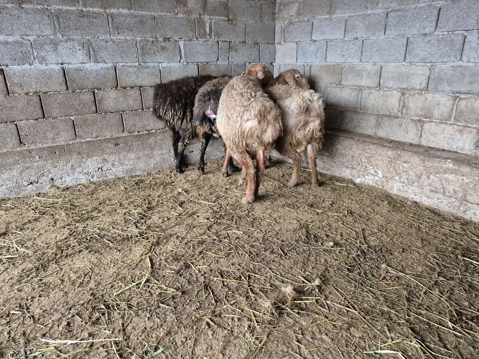 Кошкар қошқар қой кой