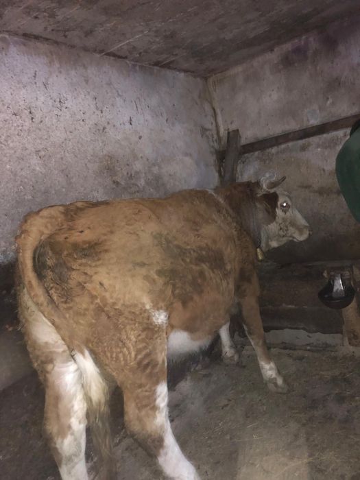 Vand jurinca si tauras baltata romaneasca