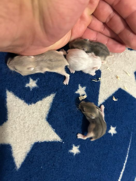Vand hamsteri pitici