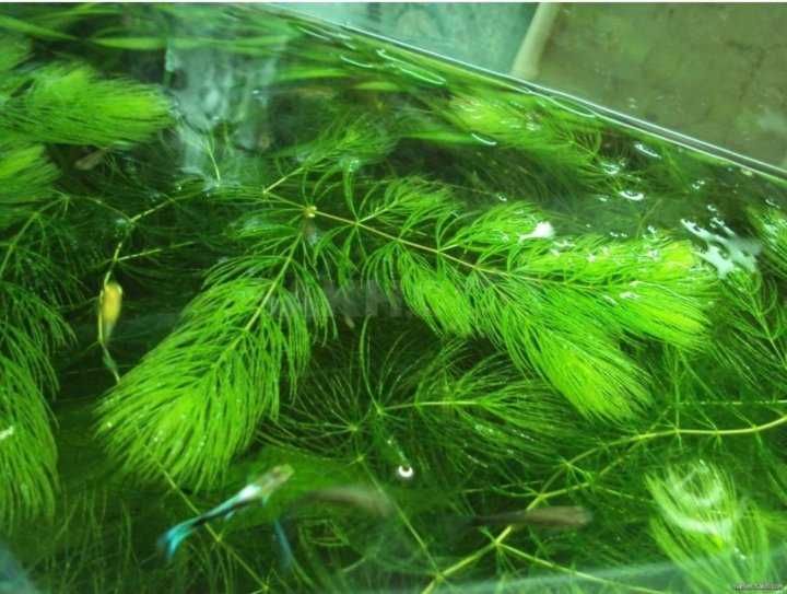 Роголистник продается