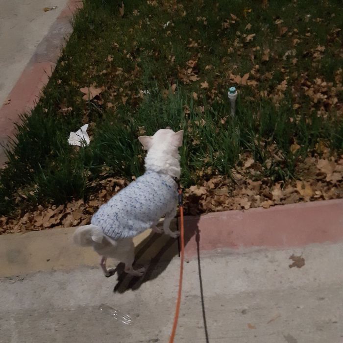 Передержка собак. Облегчим Ваш отпуск.