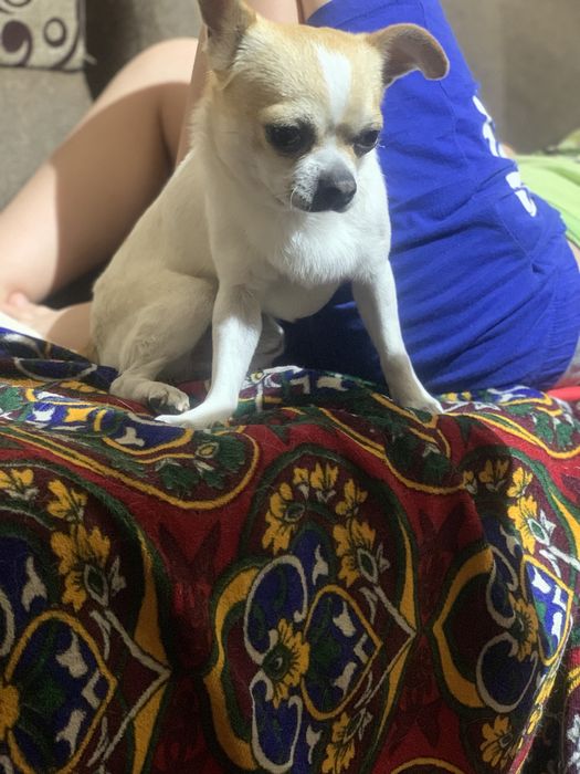 Вязка кобель чихуахуа