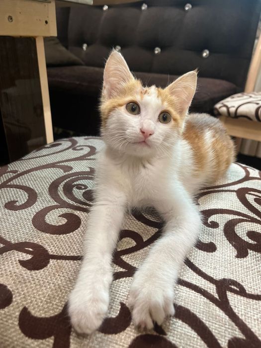 Отдам котенка в добрые руки