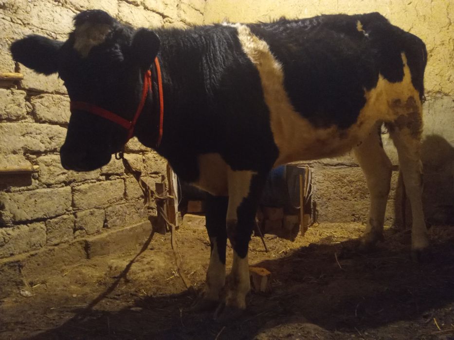 Гольштейн гунажин сотилади