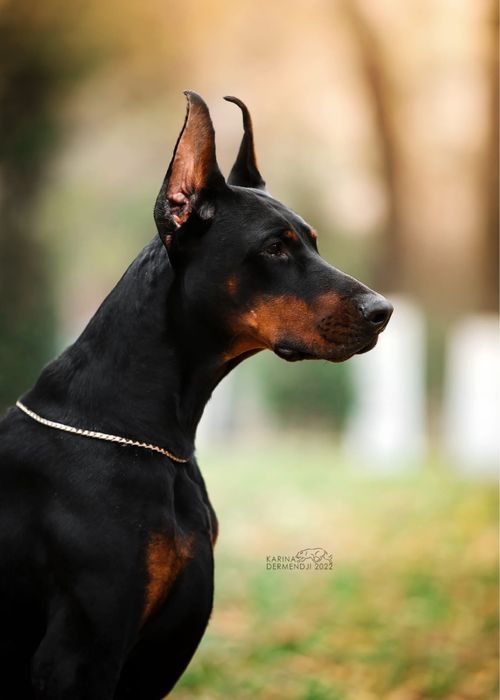 Щенки Добермана 2 месяца