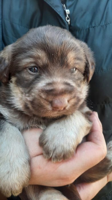 Отдам в добрые руки