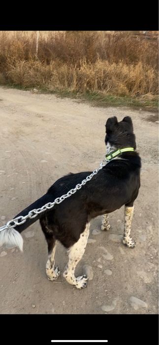 Алабай щенок 1 жас