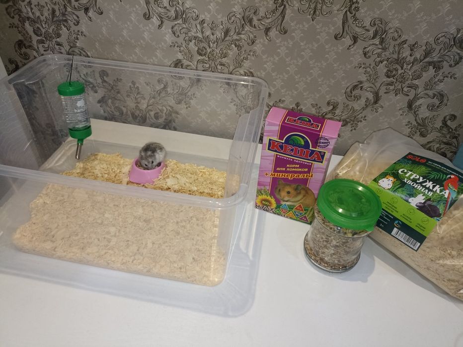 Хомяк джунгарский