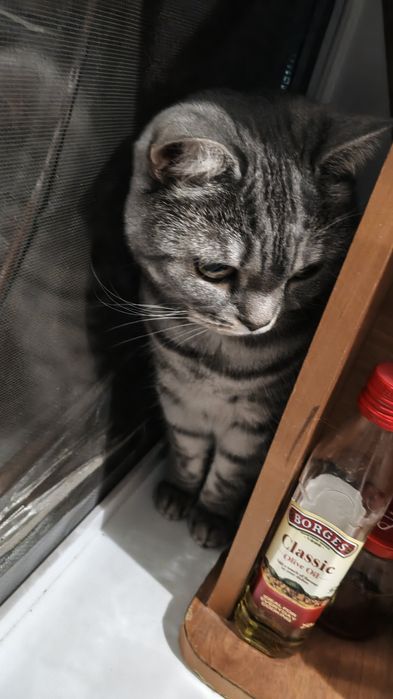 Отдам кошку , в добрые руки