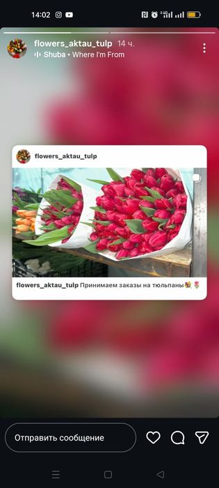 Тюльпаны большой выбор 550