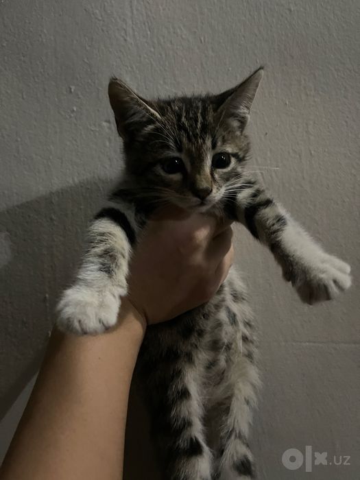 Бесплатно,в добрые руки Котята.