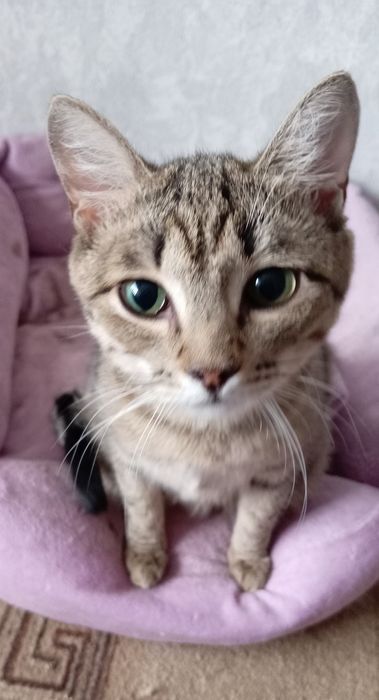 Отдам кошечку в добрые руки