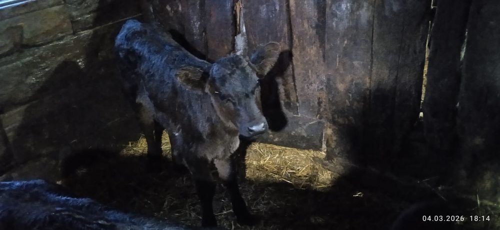 Продам тёлочку недельную