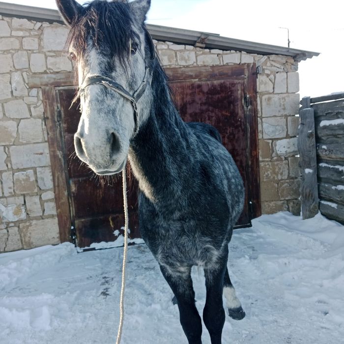 Продам Жеребца спокойный