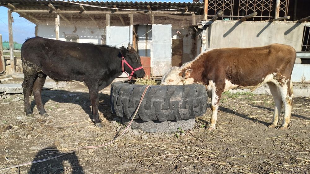 Бычки годовалые.