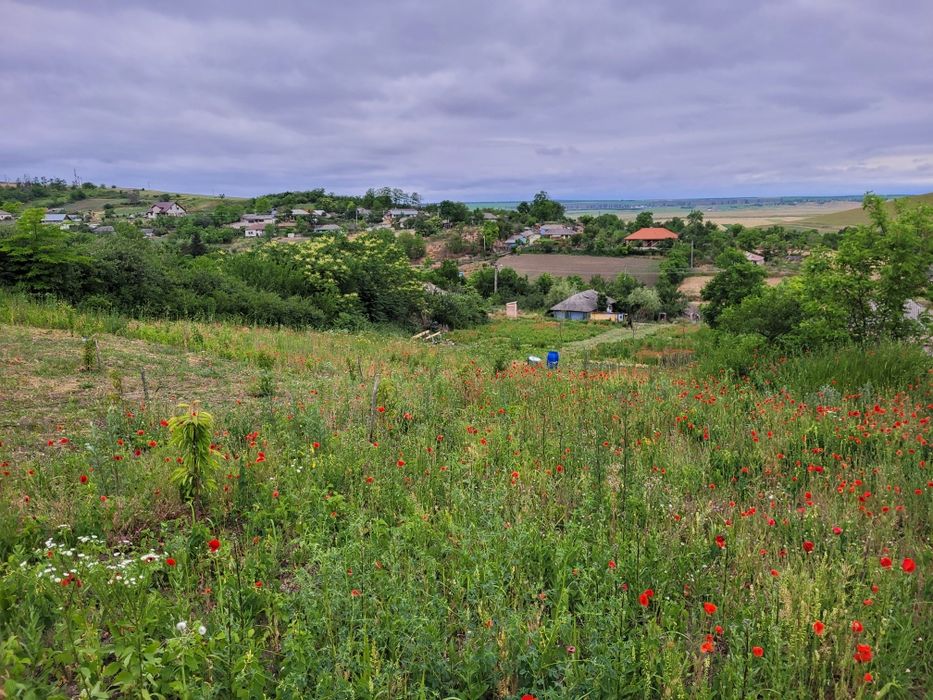 Teren intravilan 4336 m2 în Iepureni, com Movileni (20 km de Iași)
