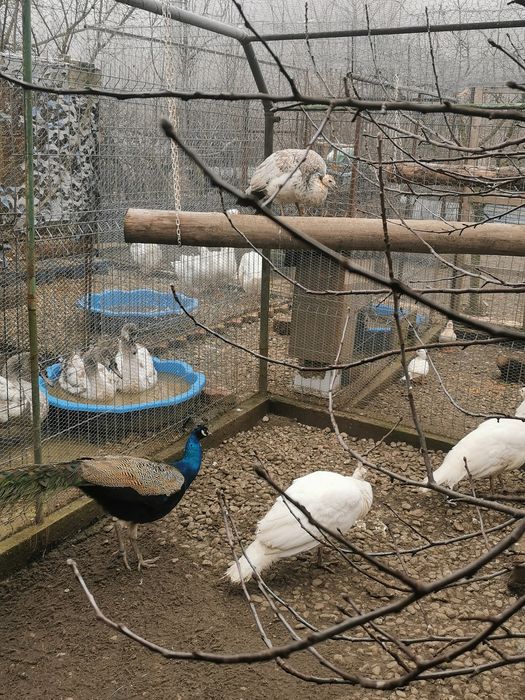 Pereche păuni arlechini 2025