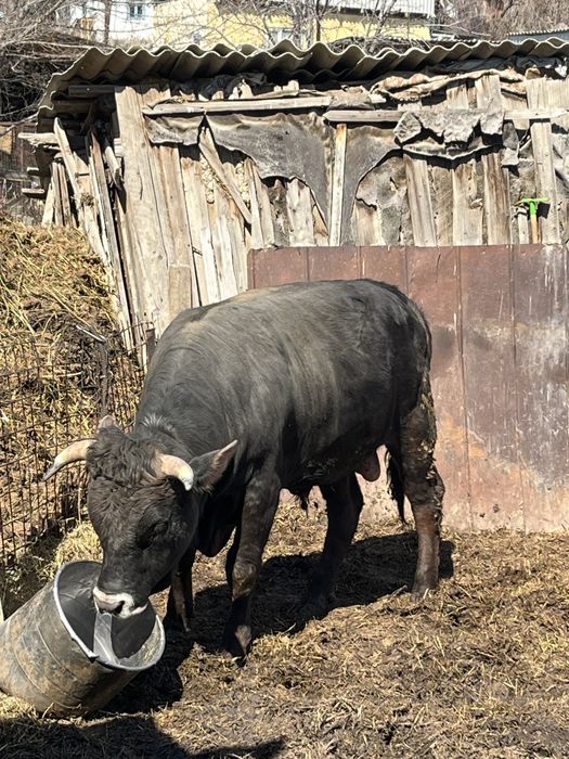 Продам быка 2 года