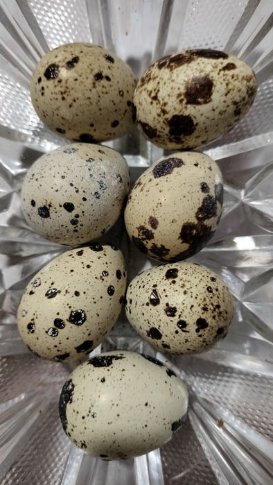 Перепелиные яйца пищевые