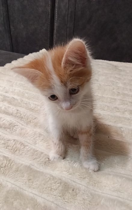 Кошечка чаузи ф4