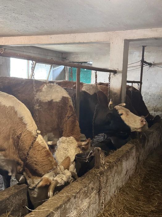 Vând vaci bălțată românească