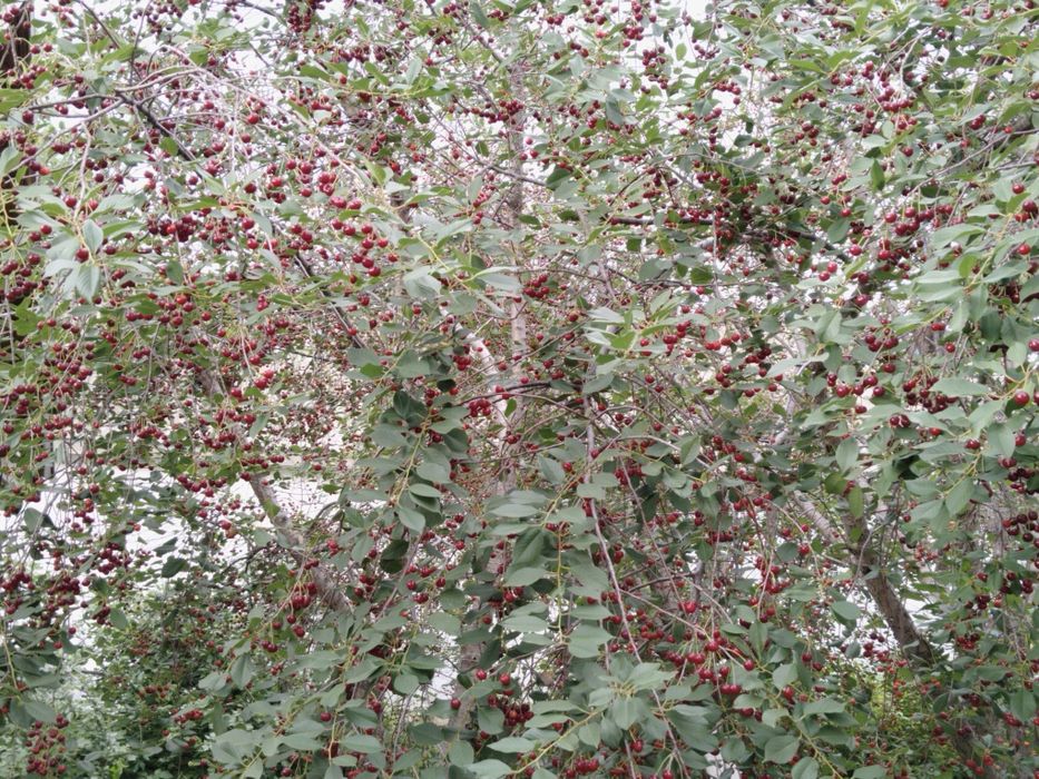 Продам частный дом в Кобде