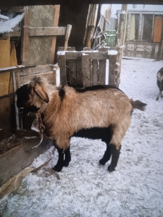 Теке сатам продом козы