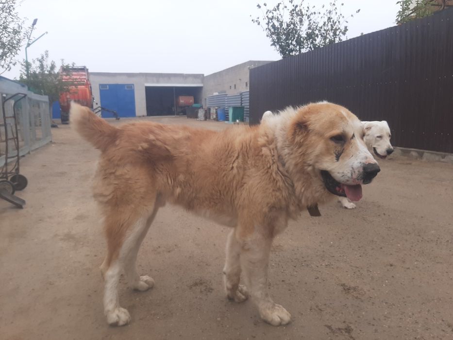 САО щенки продётся