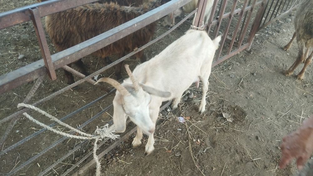 Продам козу дойную