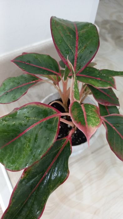 Аглаонема продам