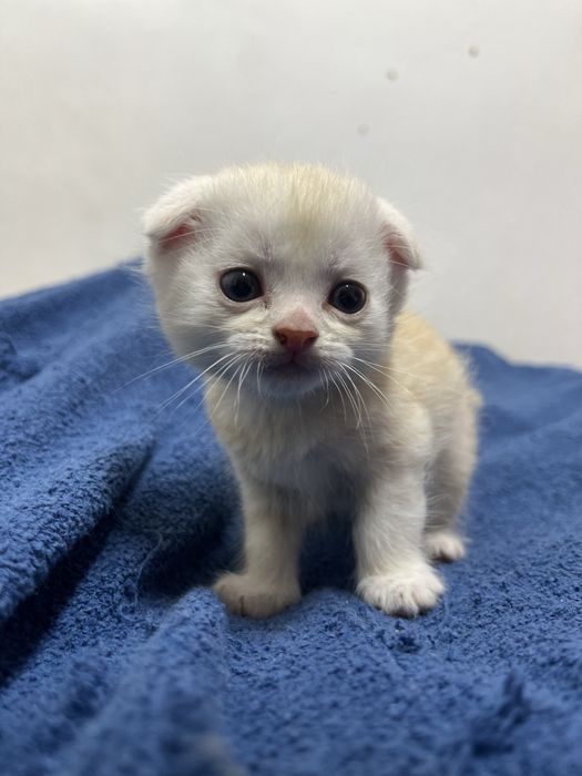 Котята шотландские
