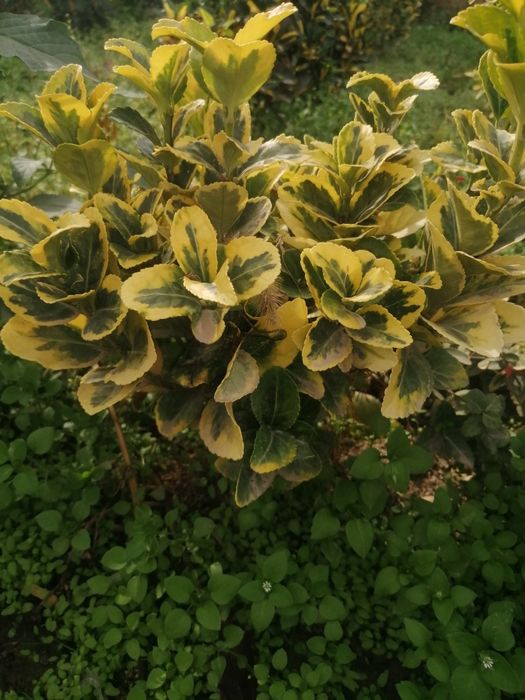 Брисклит 80000 сум