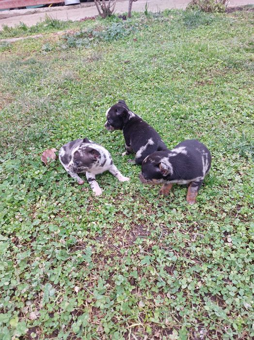 Пинчер уникат...