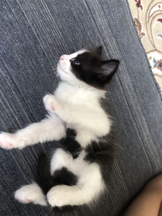 Отдаю малыша в хорошие руки